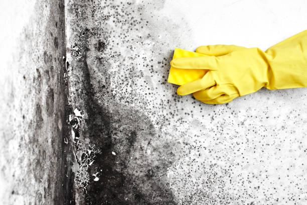 Best Home Mold Removal  in Palmyra, MO