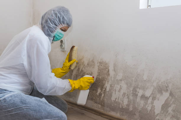 Best Mold Remediation  in Palmyra, MO
