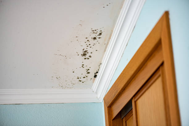 Mold Removal Process in Palmyra, MO