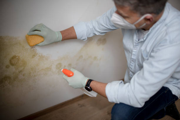 Best Residential Mold Removal  in Palmyra, MO