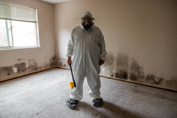 Best Professional Mold Removal  in Palmyra, MO