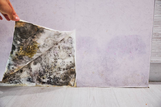 Best Toxic Mold Removal  in Palmyra, MO